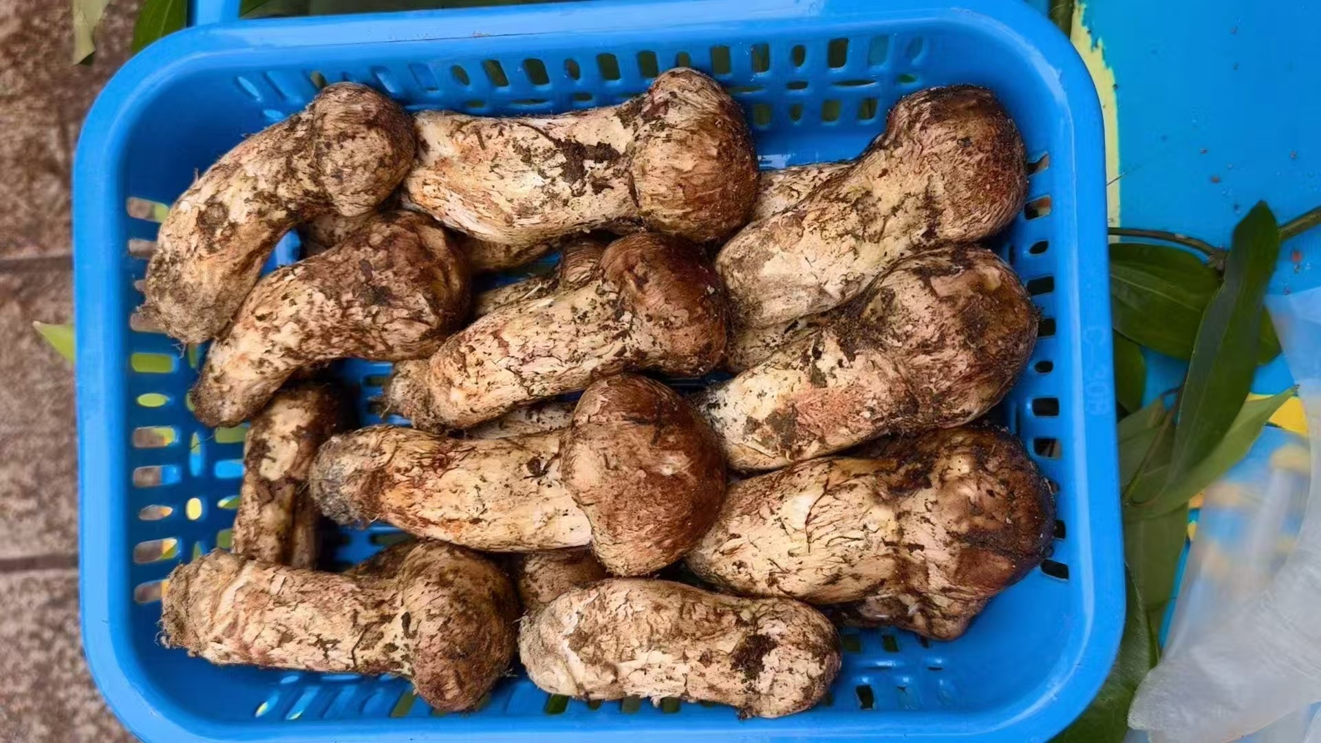 当地村民采的野生菌。南华县委宣传部供图