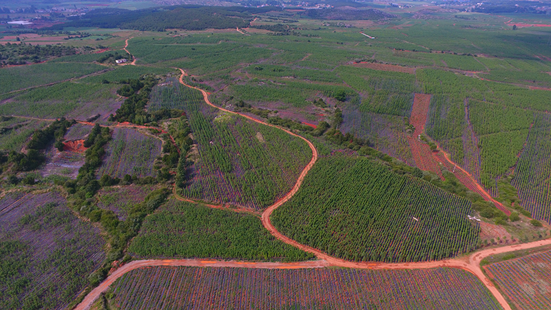 中药材种植基地。
