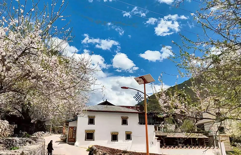 春日里，汤堆村桃花盛开（资料图）。