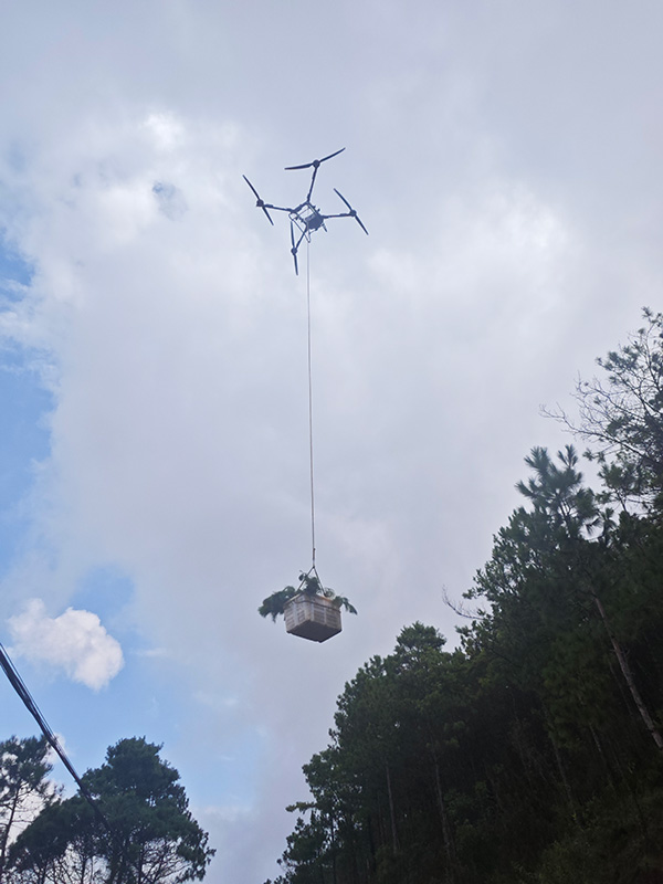 无人机运送小树苗