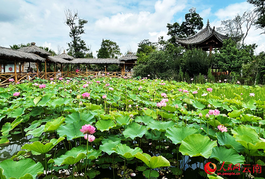 麒麟水鄉(xiāng)2000畝荷花盛開。人民網(wǎng)記者 劉怡攝 