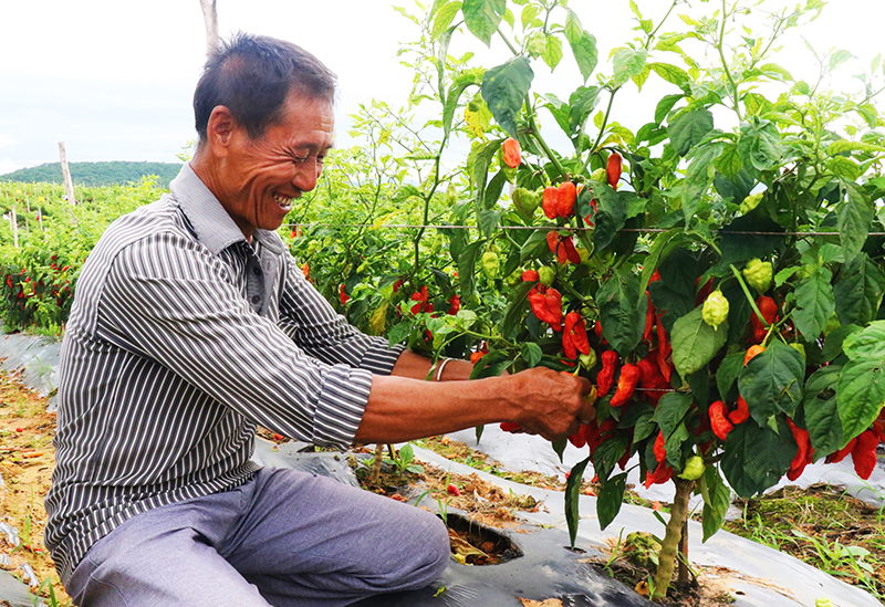 村民在採摘工業辣椒。蘇夢菊攝