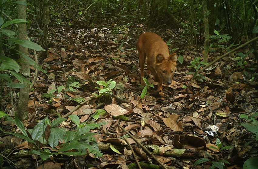 普洱太阳河森林公园内监测到的国家一级保护动物“豺”。普洱太阳河森林公园供图