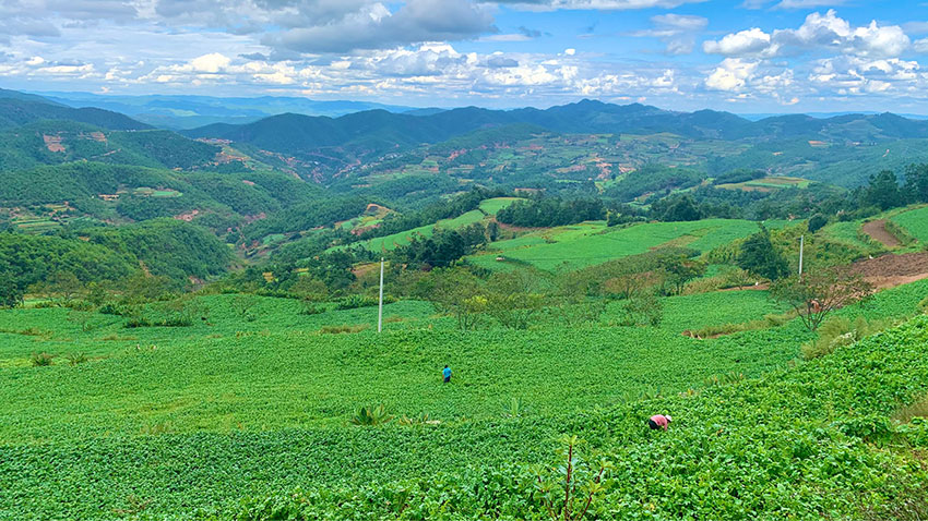 漫山遍野的萝卜。南华县委宣传部供图