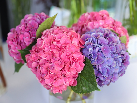 具有自主知识产权的新品种绣球花。人民网记者 李发兴摄