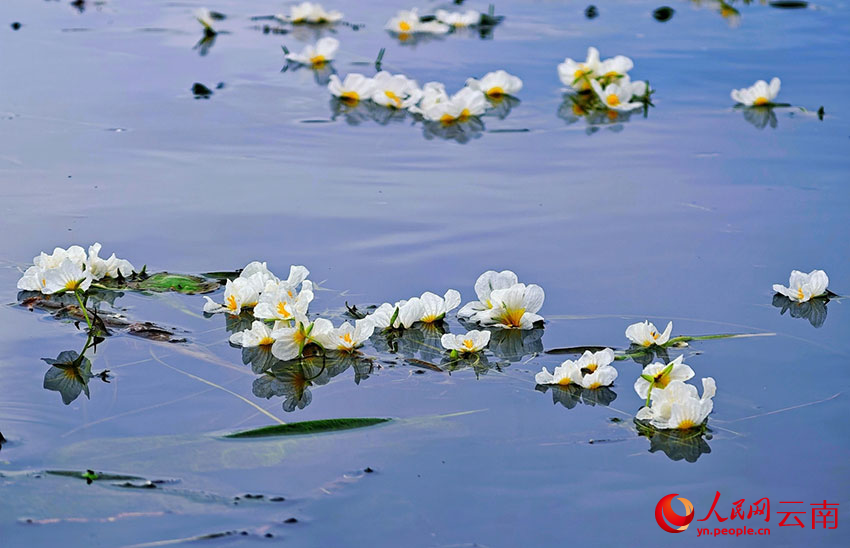 海菜花盛開，宛如油畫。人民網 尹馨攝