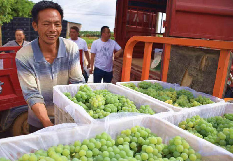 弥勒水晶葡萄。