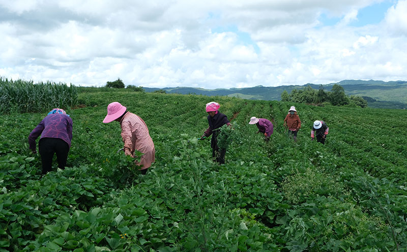 农户们就地就近就业，在蜜薯地里疏草。