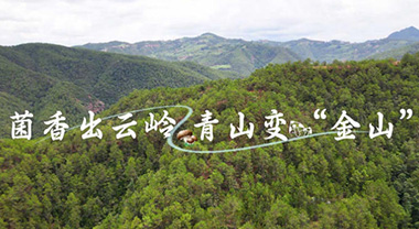 菌香出云岭 青山变“金山”