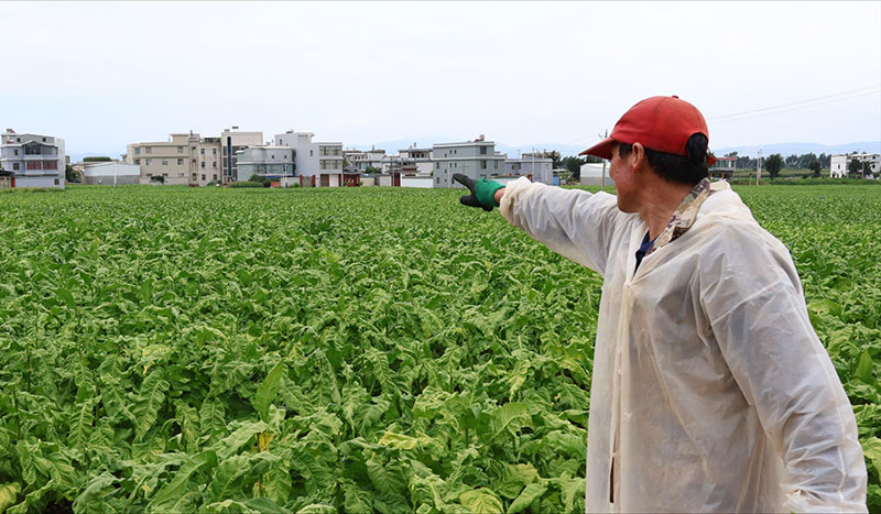 李兴贵介绍烤烟地里如何套种秋豌豆。王琳娜摄