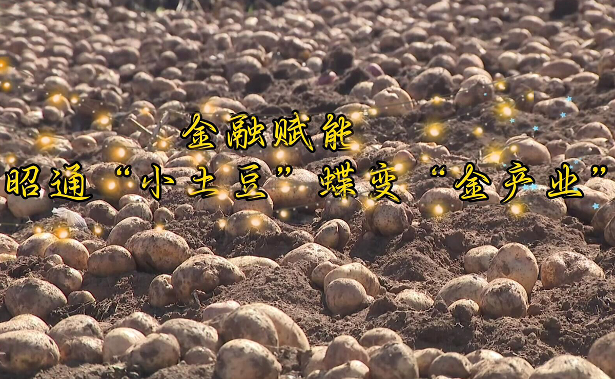 金融赋能，云南昭通“小土豆”蝶变“大产业”