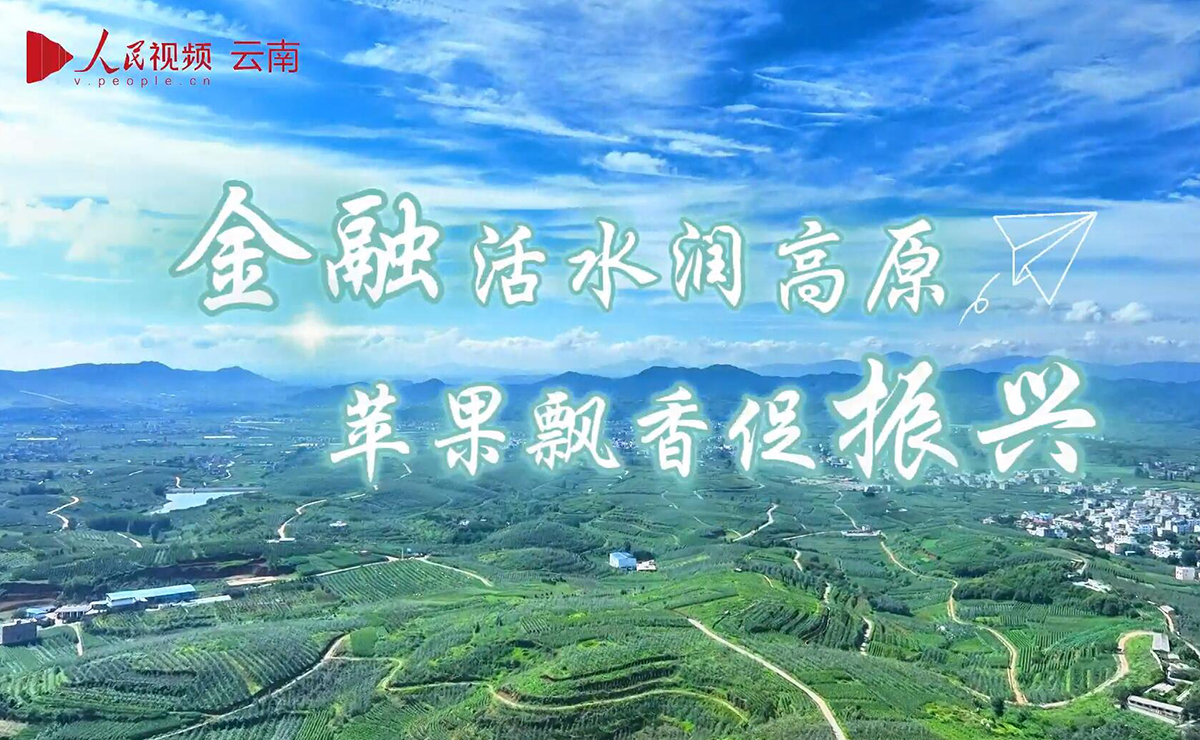金融“活水”润高原 苹果飘香促振兴