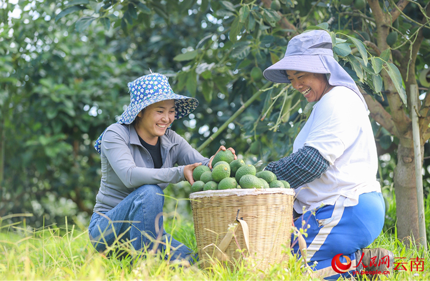 果农正在拾牛油果(资料图)。人民网记者 虎遵会摄