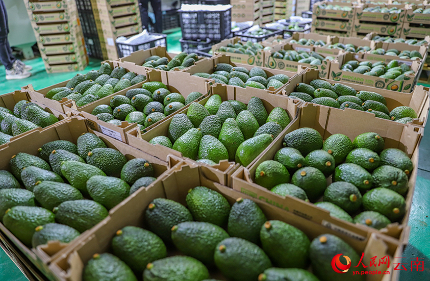 装箱后等待发货的牛油果(资料图)。人民网记者 虎遵会摄