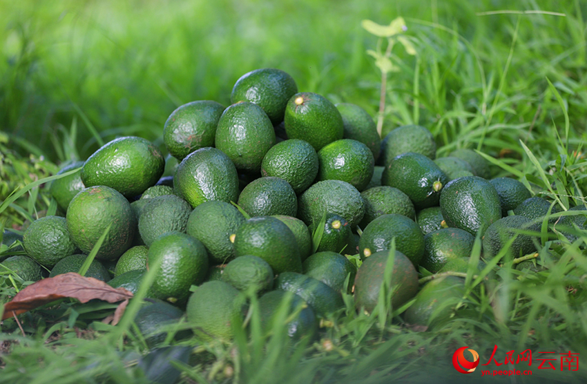 采摘后等待分拣的牛油果(资料图)。人民网记者 虎遵会摄