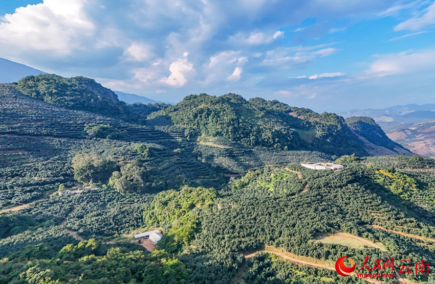 孟连县牛油果种植基地(资料图)。人民网记者 虎遵会摄