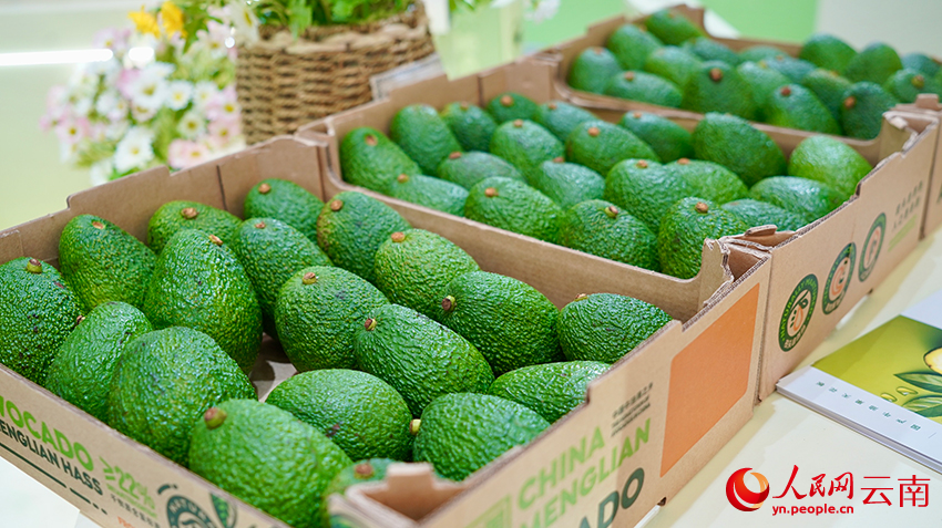 在2025中国国际水果展上亮相的云南孟连牛油果。谢鑫莹摄