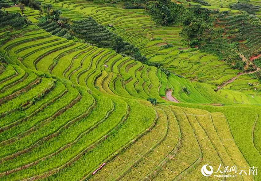 紅河哈尼梯田即將豐收。趙龍雲攝