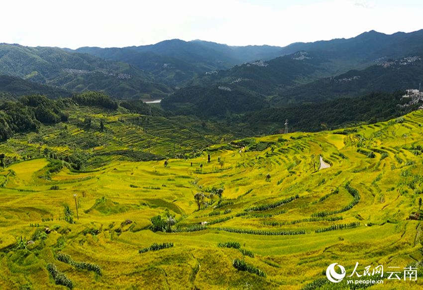 紅河哈尼梯田漸染金黃。趙龍雲攝