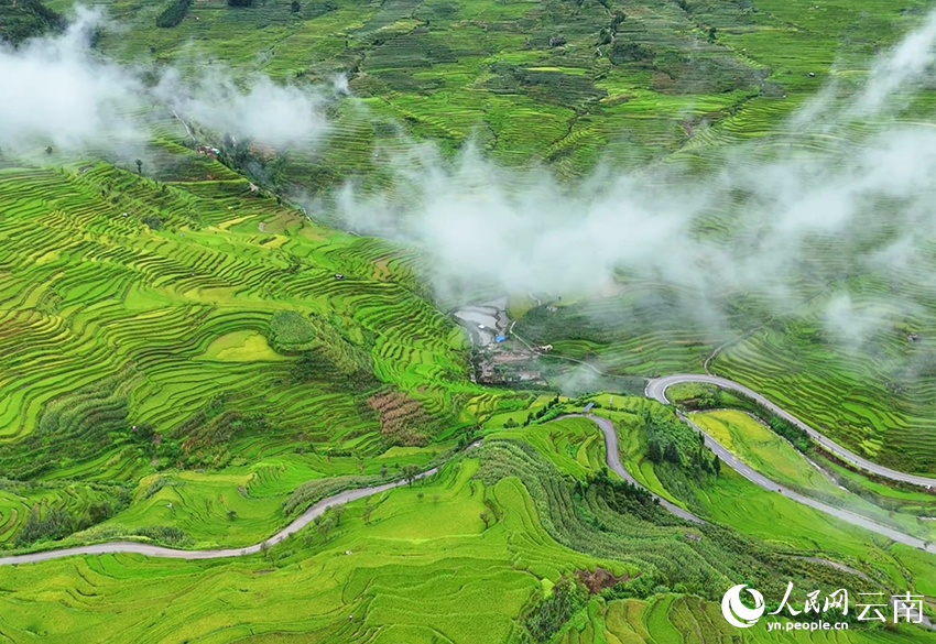 雲霧輕撫梯田。李娟攝