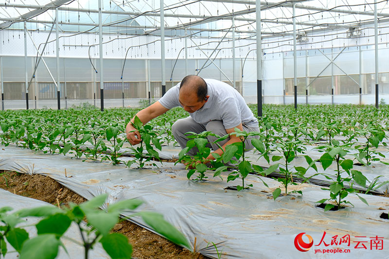 云南省玉溪市通海县的智能大棚内，技术员正在查看辣椒苗长势。人民网-曾智慧摄
