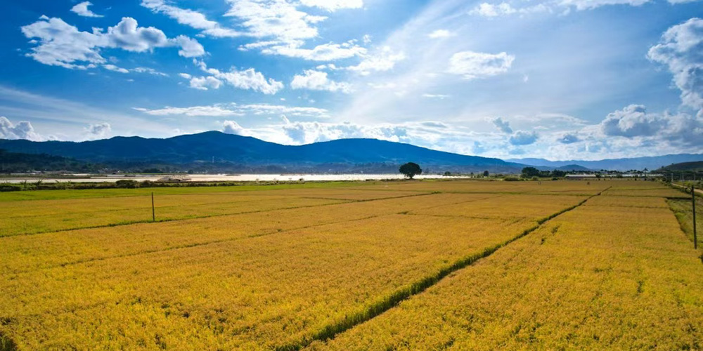 西双版纳勐海：秋粮稳产稻生香