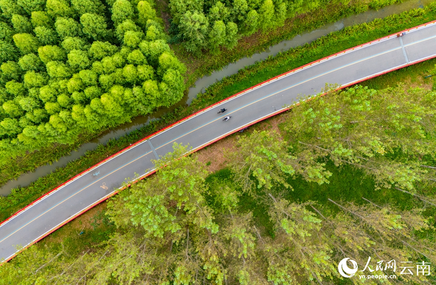 游客在滇池绿道上悠闲骑行。人民网记者 虎遵会摄