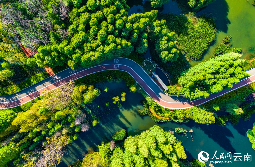 绿道从滇池湿地中穿过。人民网记者 虎遵会摄