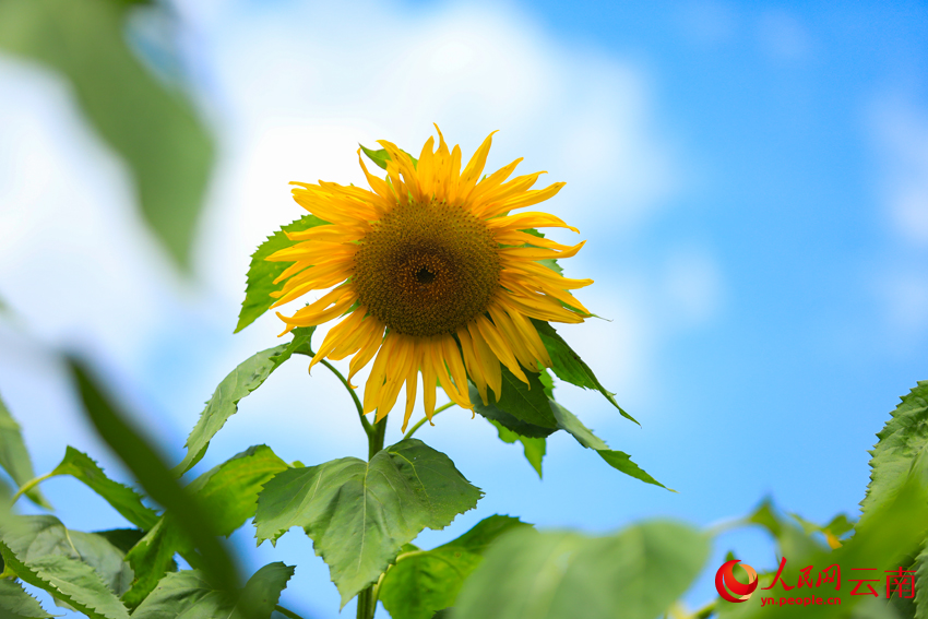 大理巍山田园的向日葵美景。顾正林摄