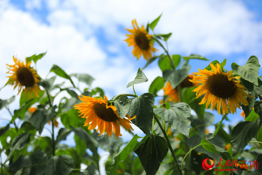 大理巍山田园的向日葵美景。顾正林摄