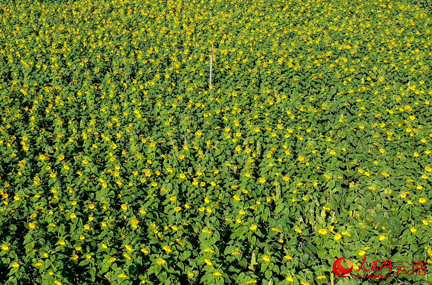 大理巍山田园的向日葵美景。顾正林摄