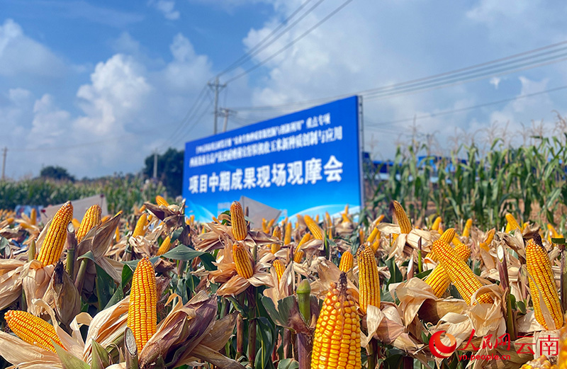 观摩会现场的玉米新品种展示。人民网记者 程浩摄