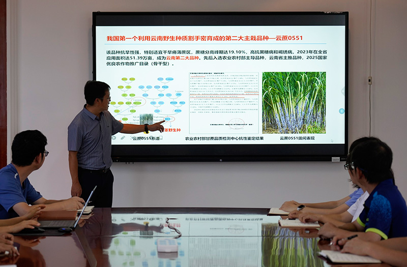 科研人員開展新品種甘蔗研究討論。國福祥攝