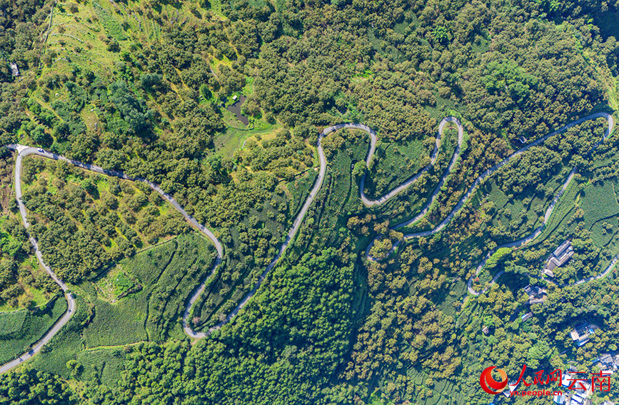 核桃林中的乡村公路。人民网记者 虎遵会摄