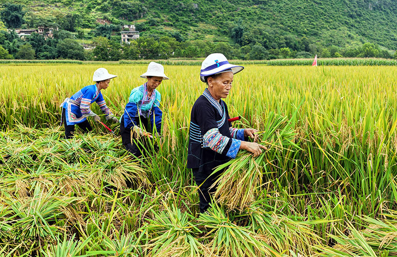 村民在割水稻。