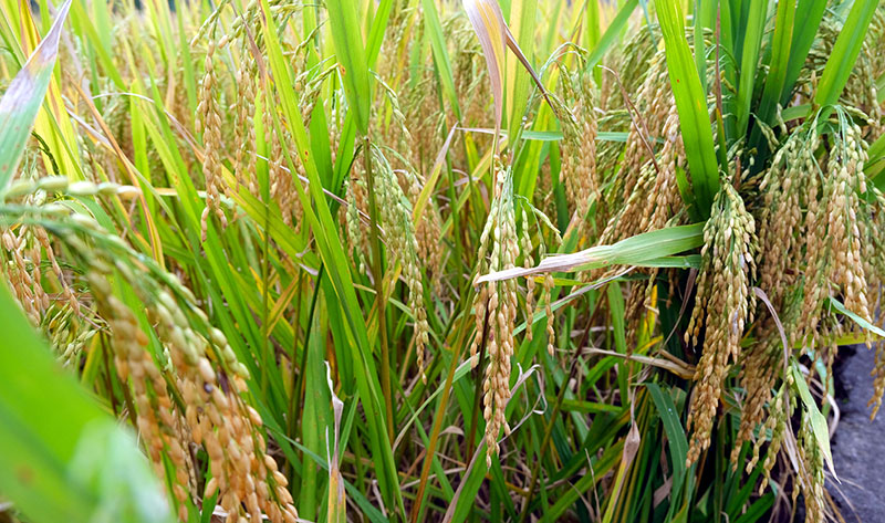 村民在割水稻。