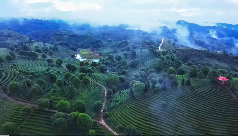 云雾缭绕的山峦间，茶园层层叠叠如绿浪翻涌。刀正春摄