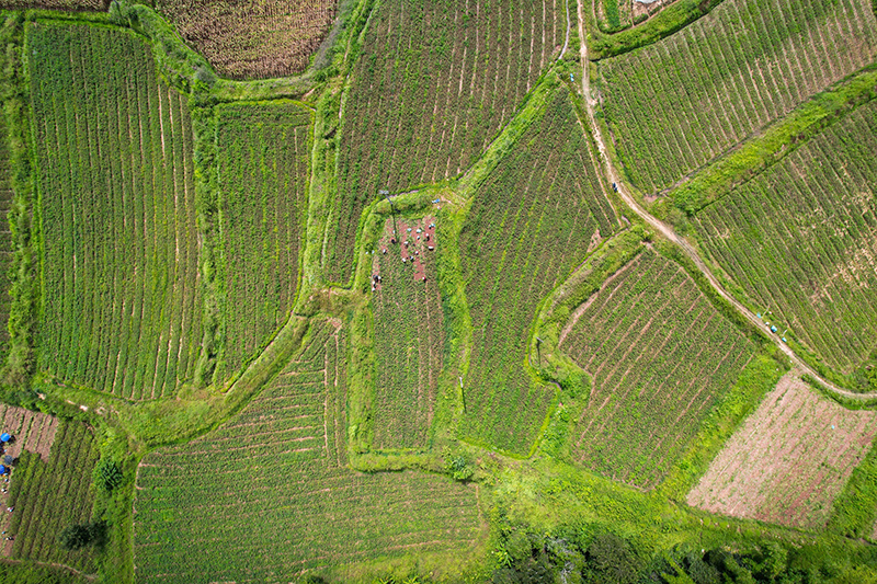 勐遮镇紫皮花生规模化种植实景。黎伯荣摄
