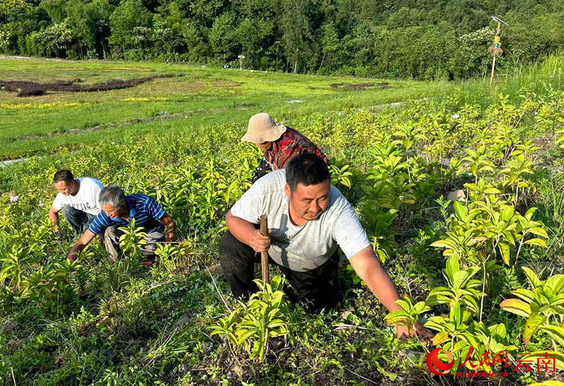 村民在蝴蝶苗寨除草做工。人民網-雷霽攝