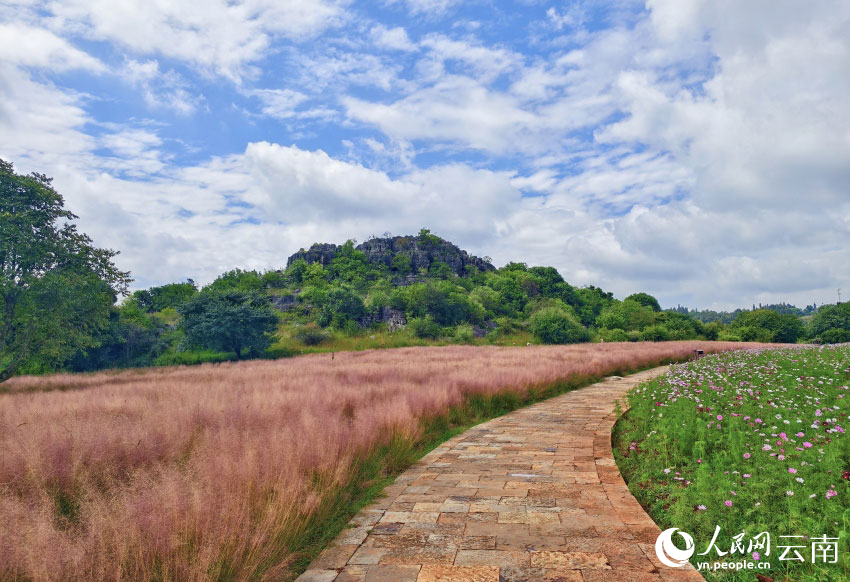 波斯菊邂逅粉黛乱子草。赵国洪摄