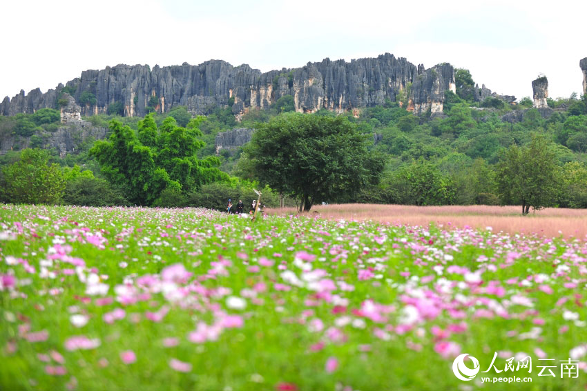 游客在花海中游览。赵国洪摄