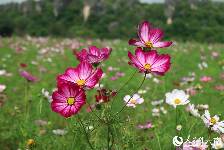 波斯菊盛开。马孟郊摄
