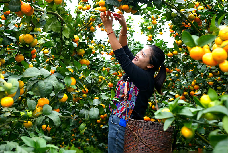 村民在果林认真挑选、采摘合格的金秋砂糖橘。9月19日，朱晓年摄