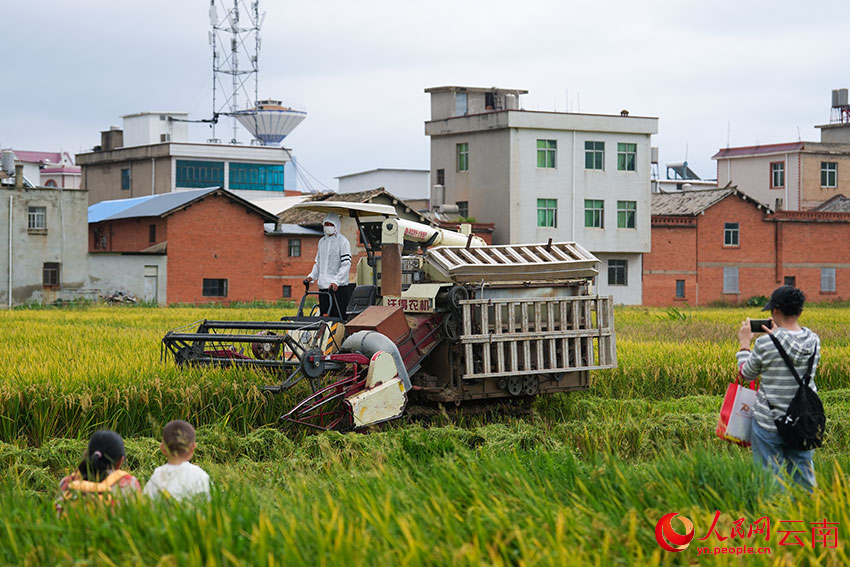 农机手驾驶收割机在江尾社区收割水稻。人民网记者 李发兴摄