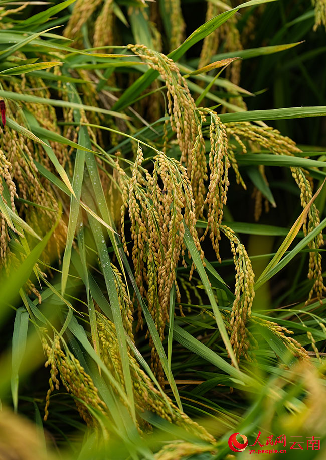 江尾社区待收割的水稻。人民网记者 李发兴摄