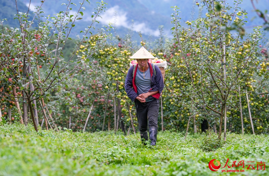 果农在采收苹果。人民网记者 虎遵会摄