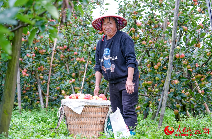 果农丰收的喜悦。人民网记者 虎遵会摄