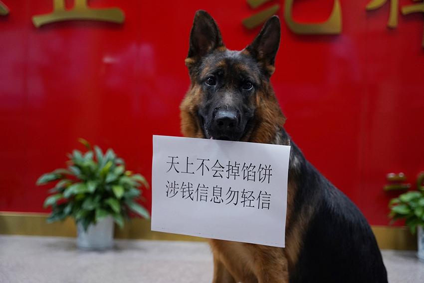 【1】走失的狗狗在派出所“打工”，化身“反詐宣傳衛士”。楚雄警方供圖
