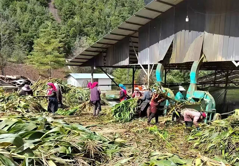 饲料加工现场。