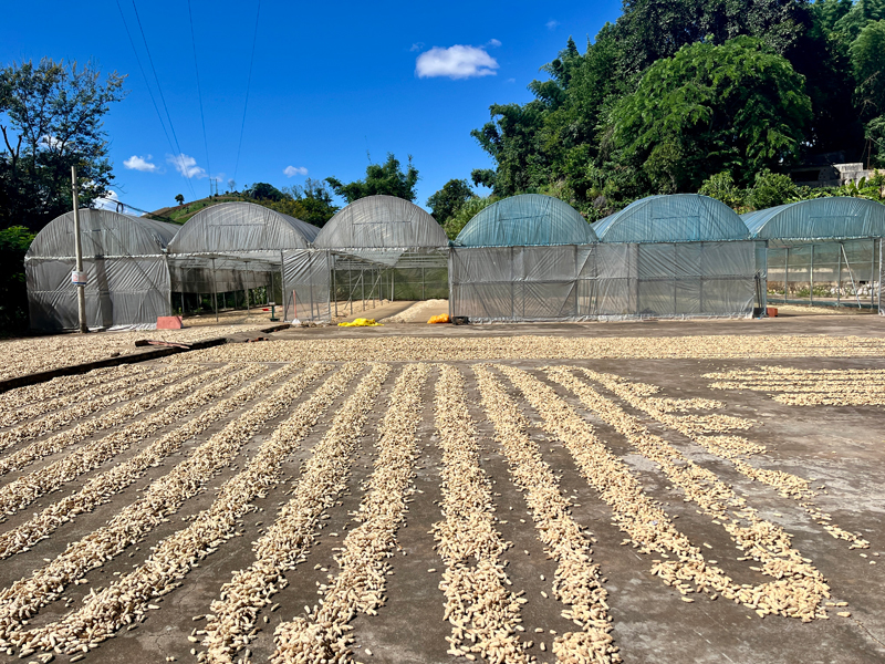 芒信镇农户晾晒花花生。谢鑫莹摄